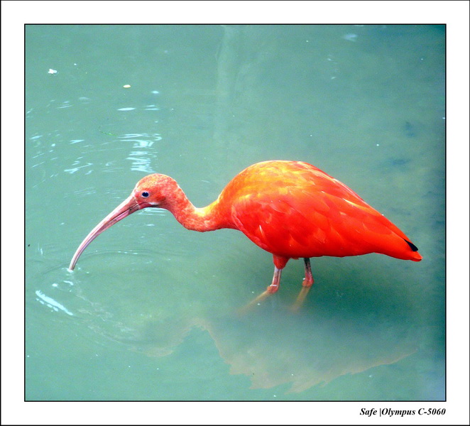 2005 - 08 - KUL - parc animalier  - 45.JPG